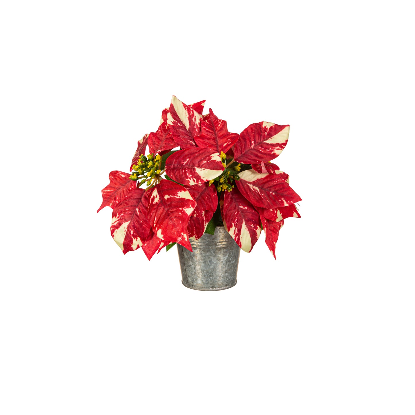 Evergreen Multi Red Poinsettia in Tin Pot