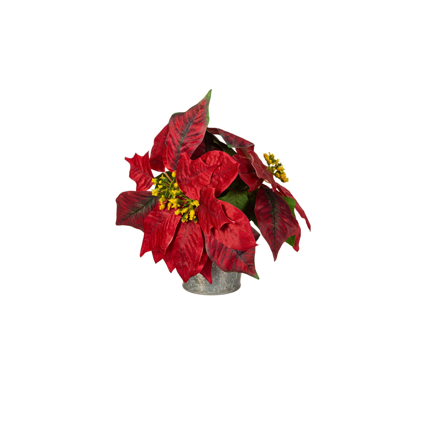 Evergreen Multi Red Poinsettia in Tin Pot
