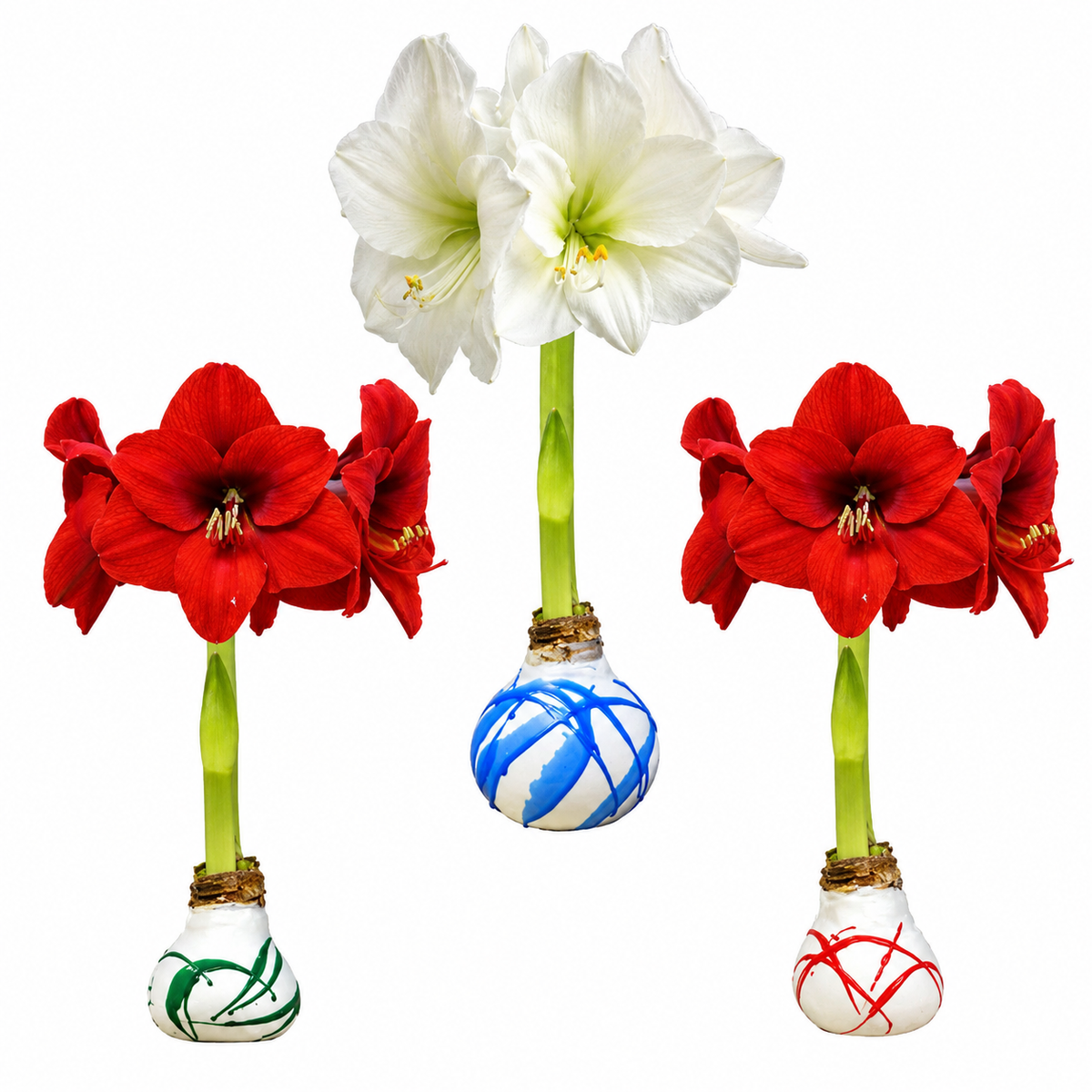 Stalk N' Petal Splatter Waxed Amaryllis Bulbs