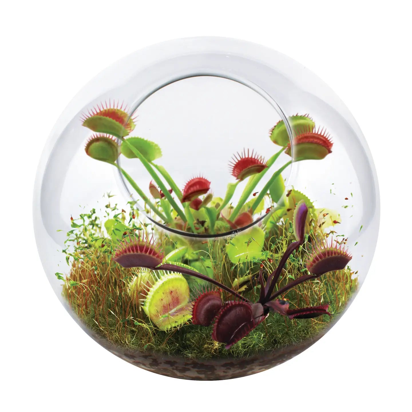 Silver Circle Fly Trap Glass Terrarium Garden